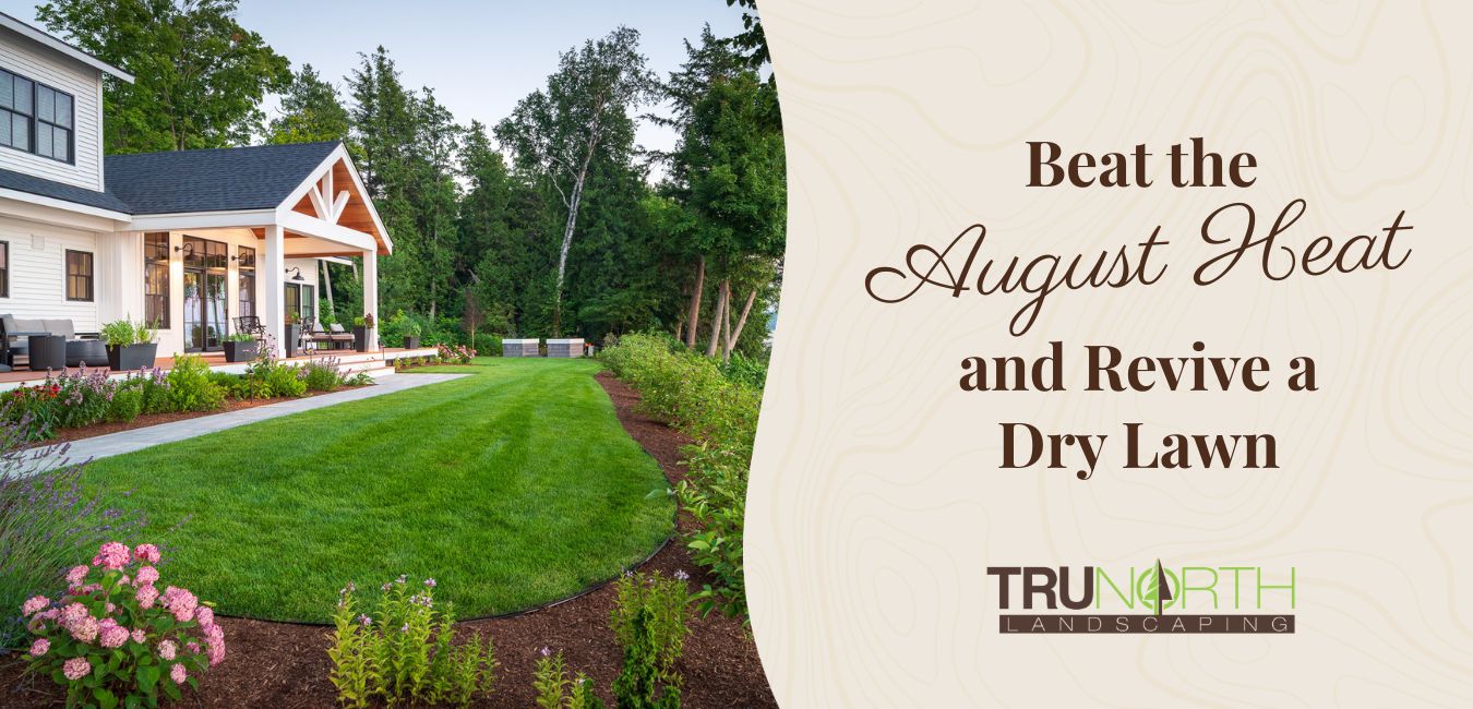 revive dry lawn northern michigan