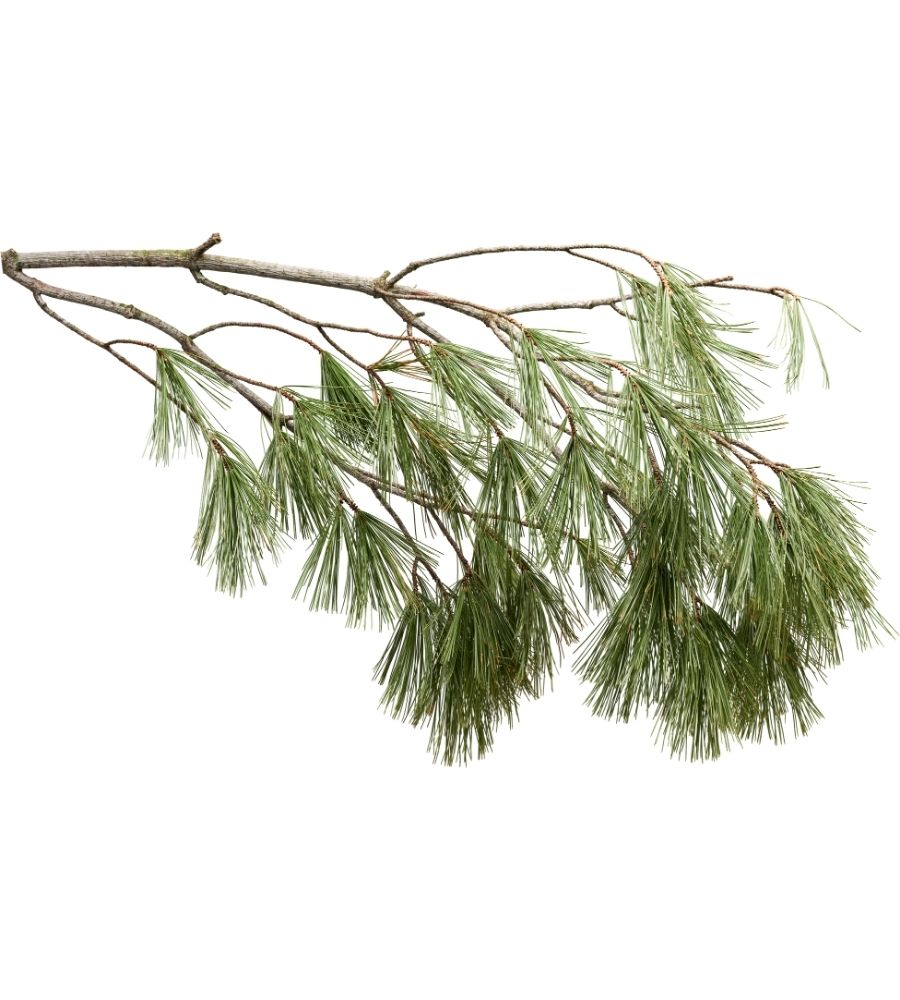 arborvitae-glen-arbor arborvitae glen arbor