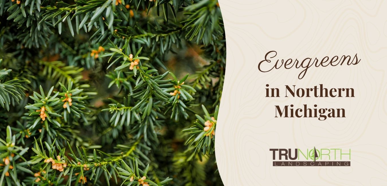 evergreens in northern michigan