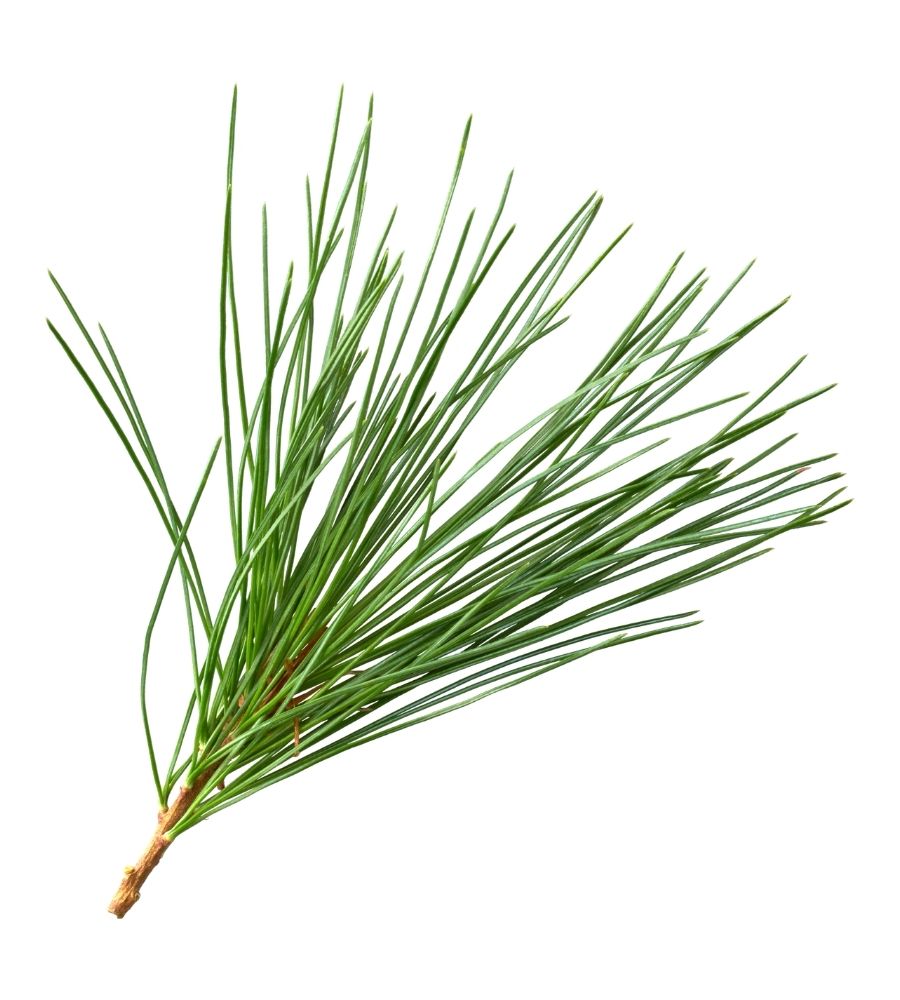 firs-benzie firs benzie