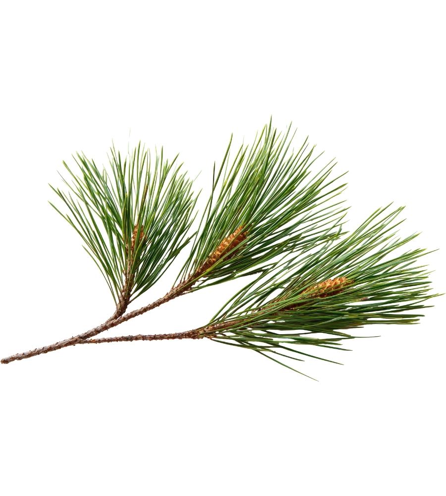 pines-traverse-city pines traverse city