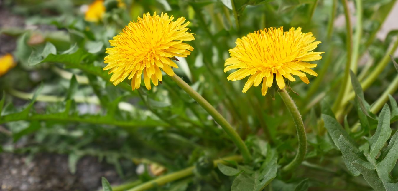 spring-weed-targeted-treatment-traverse-city spring weed targeted treatment traverse city