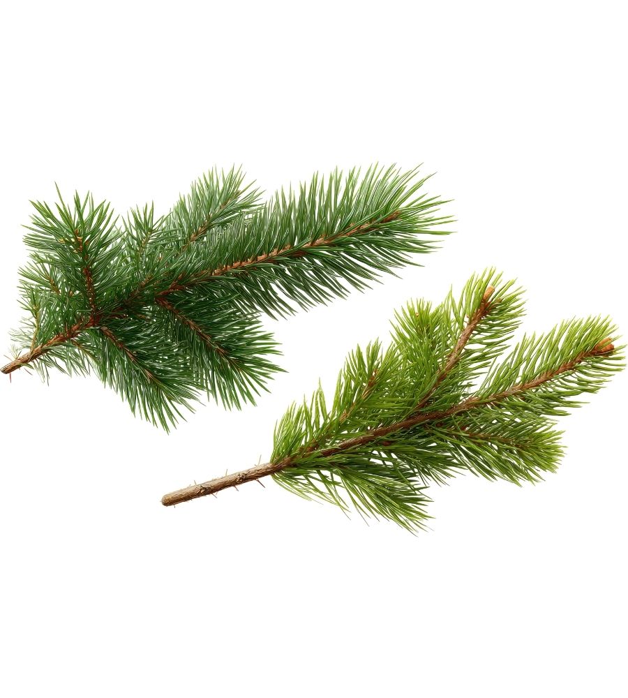 spruces-leelanau spruces leelanau