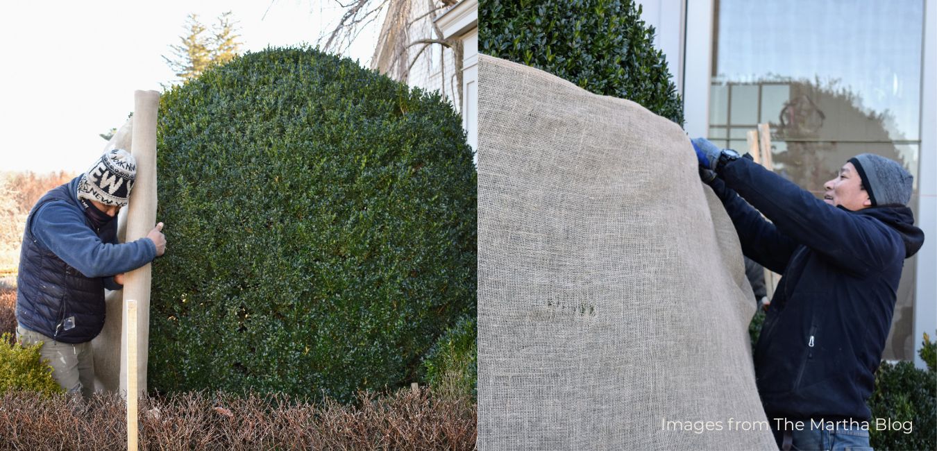 winter-plant-protection-benzie-county winter plant protection benzie county